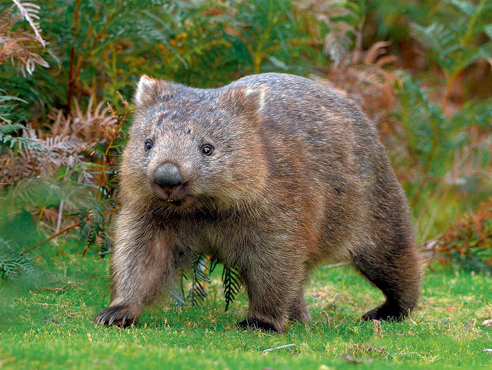Australia wants you to stop taking wombat  selfies