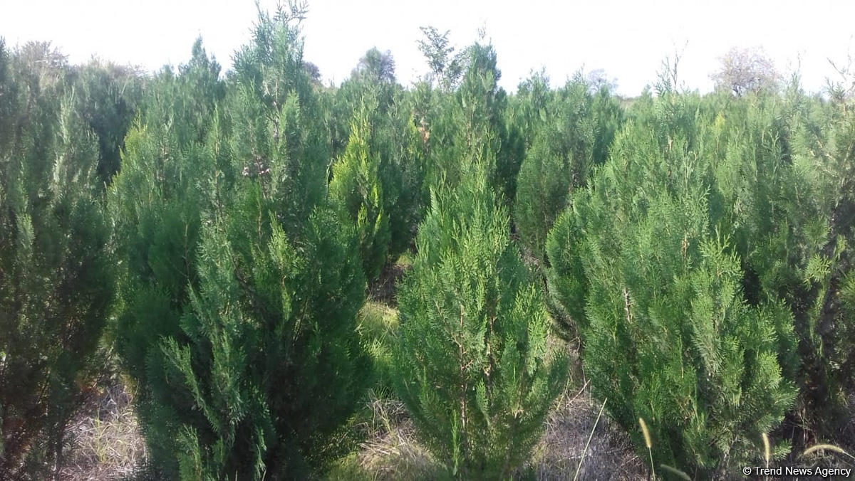 В истории Азербайджана впервые будет высажено 650 тыс. деревьев в один день — минэкологии (ФОТО/ВИДЕО)