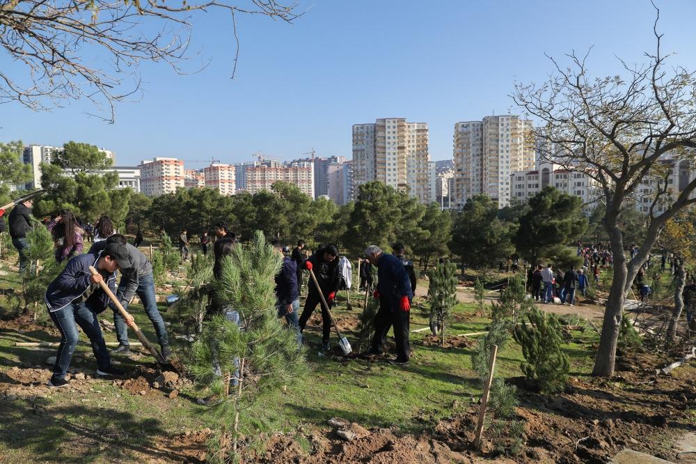 Prezident İlham Əliyev və birinci xanım Mehriban Əliyeva Bakının Xətai rayonunda ağacəkmə aksiyasında iştirak ediblər (FOTO)