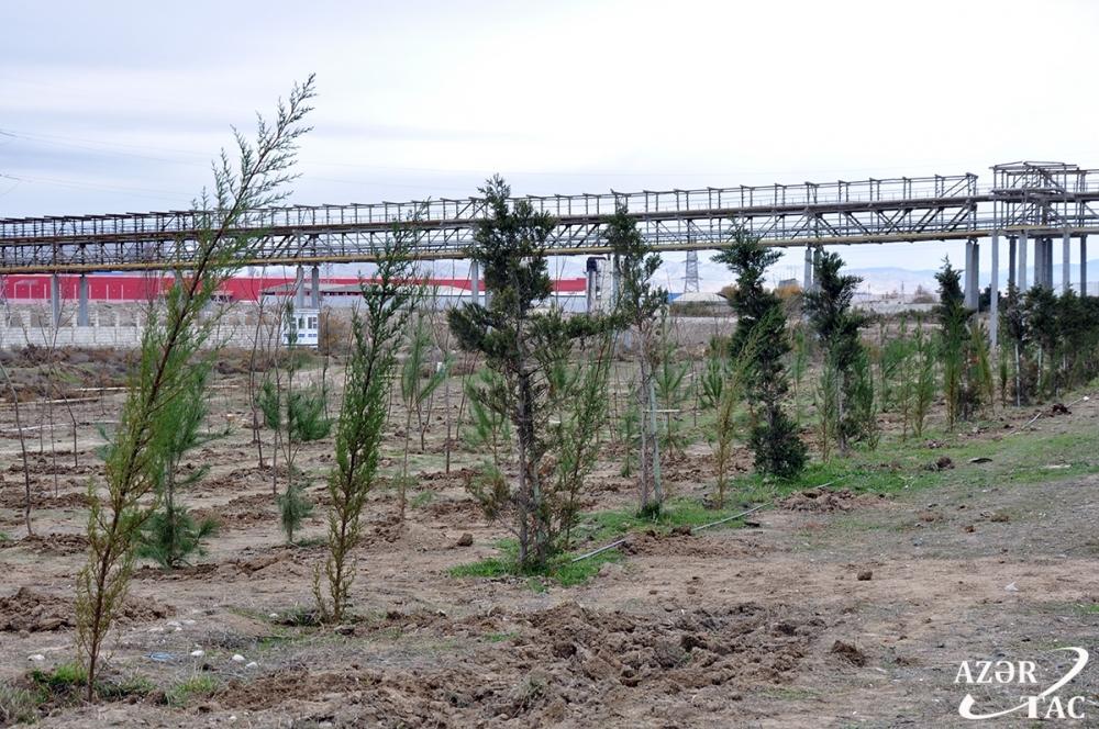 Sumqayıtda ağacəkmə aksiyası davam edir (FOTO)