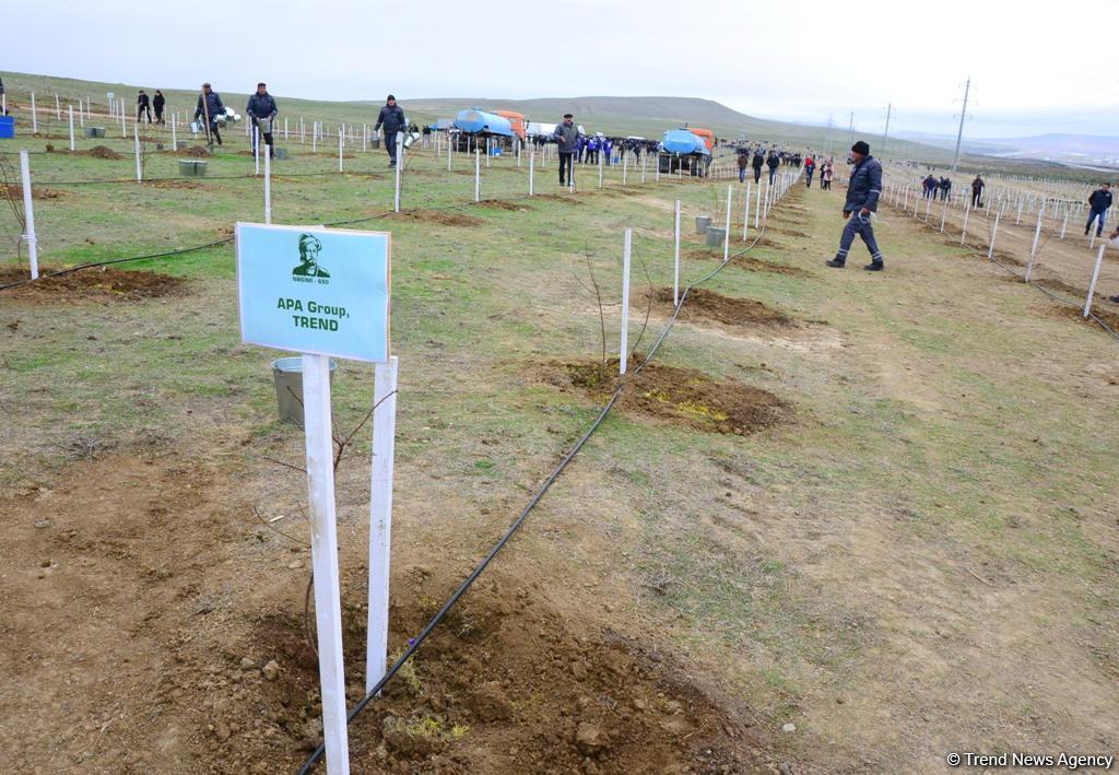 “Trend.az”, “Day.az”, “Milli.az” və “Azernews.az” əməkdaşları 650 min ağacın əkilməsi üzrə aksiyada iştirak edib (FOTO)