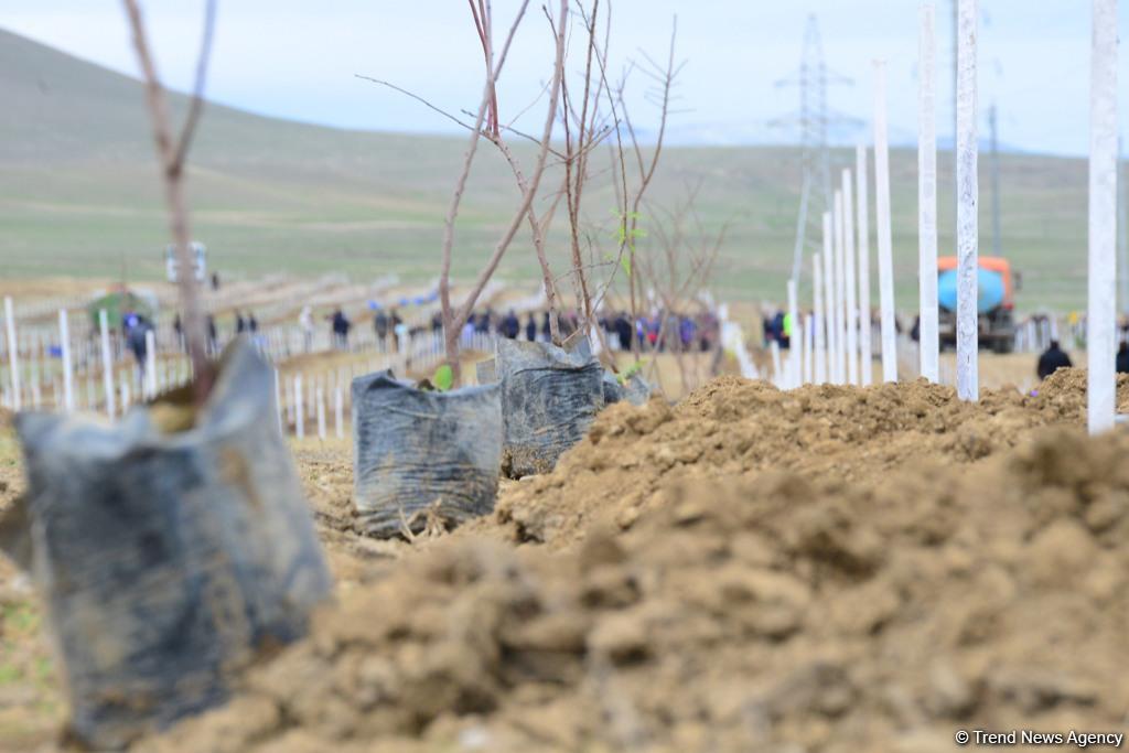 “Trend.az”, “Day.az”, “Milli.az” və “Azernews.az” əməkdaşları 650 min ağacın əkilməsi üzrə aksiyada iştirak edib (FOTO)