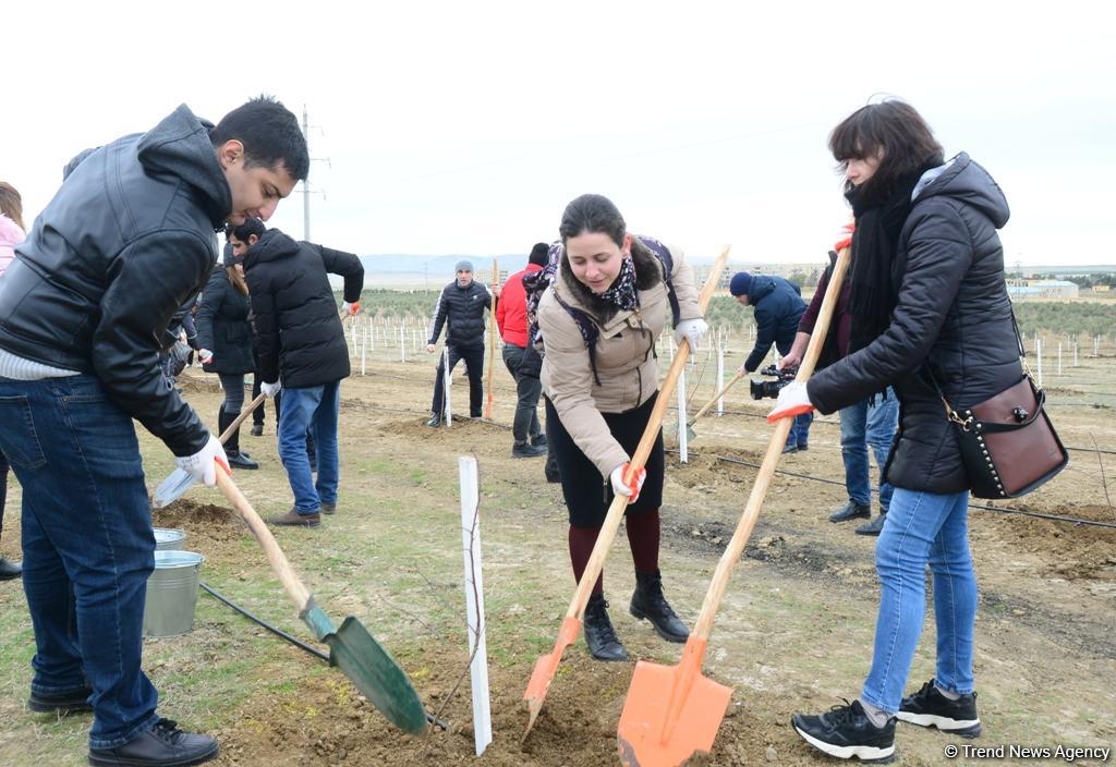 “Trend.az”, “Day.az”, “Milli.az” və “Azernews.az” əməkdaşları 650 min ağacın əkilməsi üzrə aksiyada iştirak edib (FOTO)