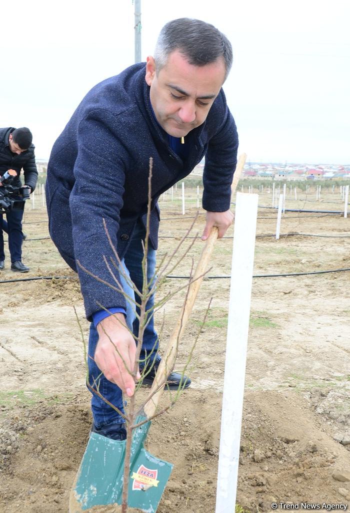 “Trend.az”, “Day.az”, “Milli.az” və “Azernews.az” əməkdaşları 650 min ağacın əkilməsi üzrə aksiyada iştirak edib (FOTO)