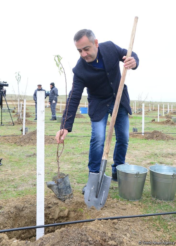 “Trend.az”, “Day.az”, “Milli.az” və “Azernews.az” əməkdaşları 650 min ağacın əkilməsi üzrə aksiyada iştirak edib (FOTO)