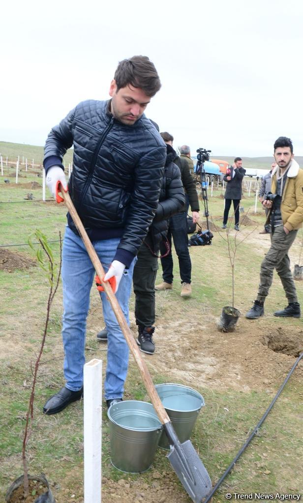 “Trend.az”, “Day.az”, “Milli.az” və “Azernews.az” əməkdaşları 650 min ağacın əkilməsi üzrə aksiyada iştirak edib (FOTO)